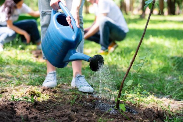 cropped view of volunteer watering new tree