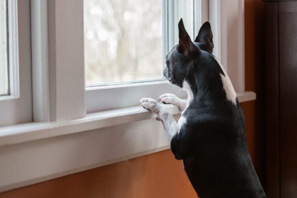 close up of dog looking out the window